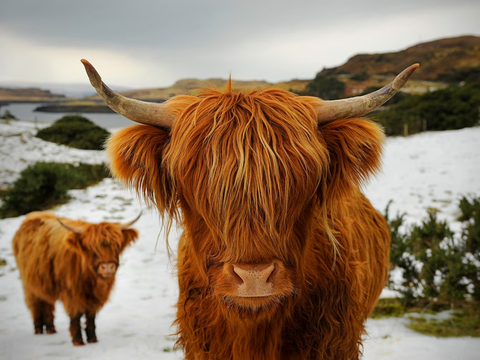 Highland cattle